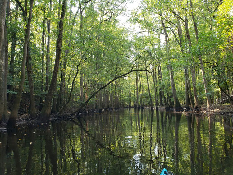 Congaree National Park