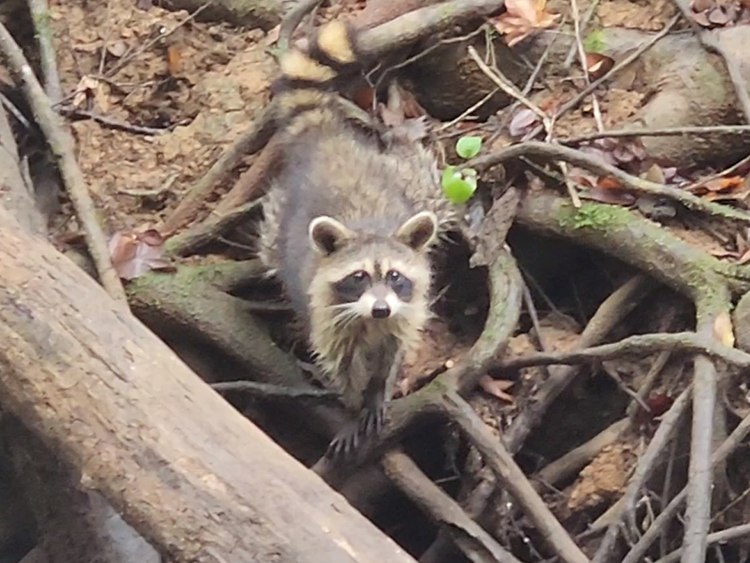 Congaree National Park