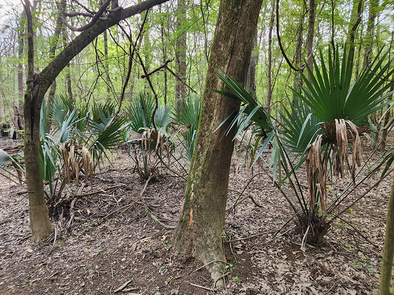 Congaree National Park Guided Nature Hike