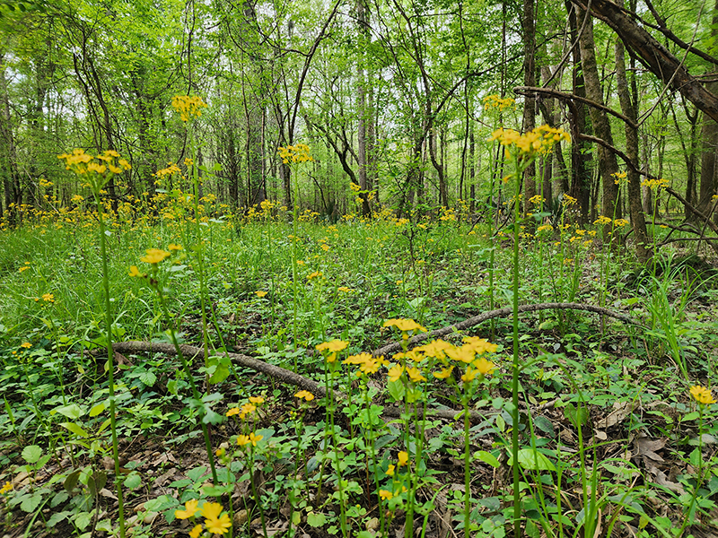 Congaree National Park Guided Nature Hike